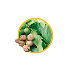 Экстракт листьев грецкого ореха