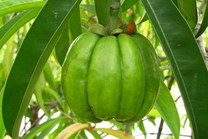 Плоды гарцинии камбоджийской